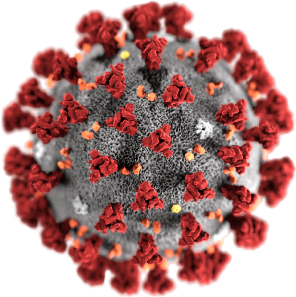 célula de coronavirus