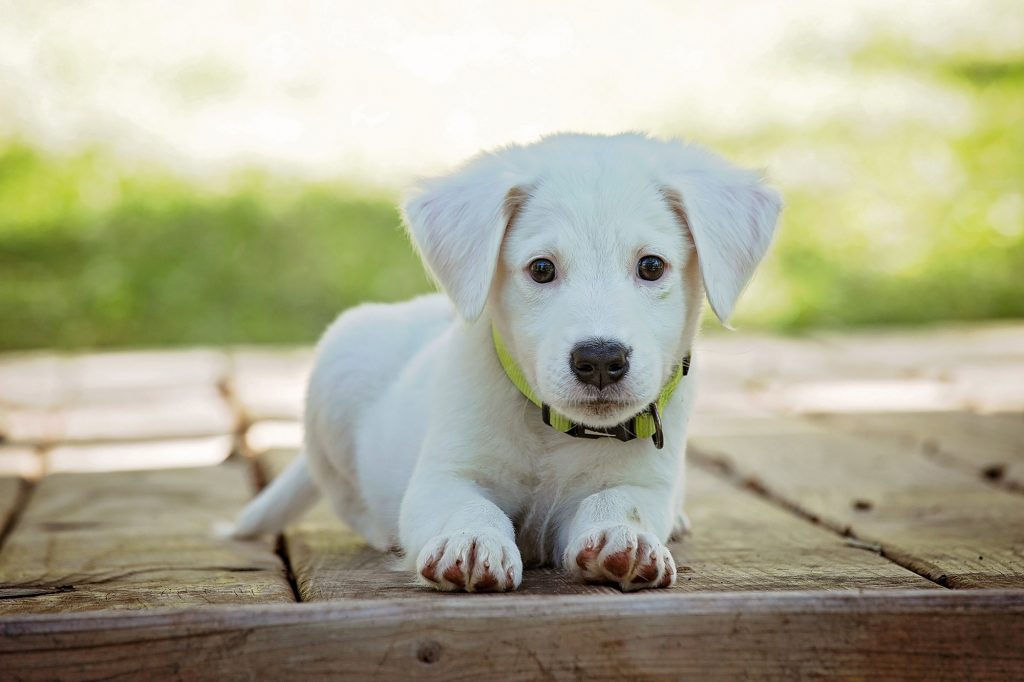 non abbondare gli animali, cani e gatti