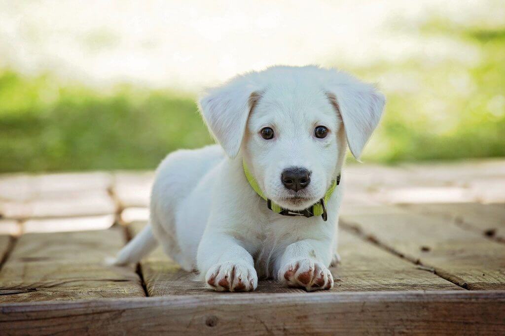  un cagnolino bianco accucciato