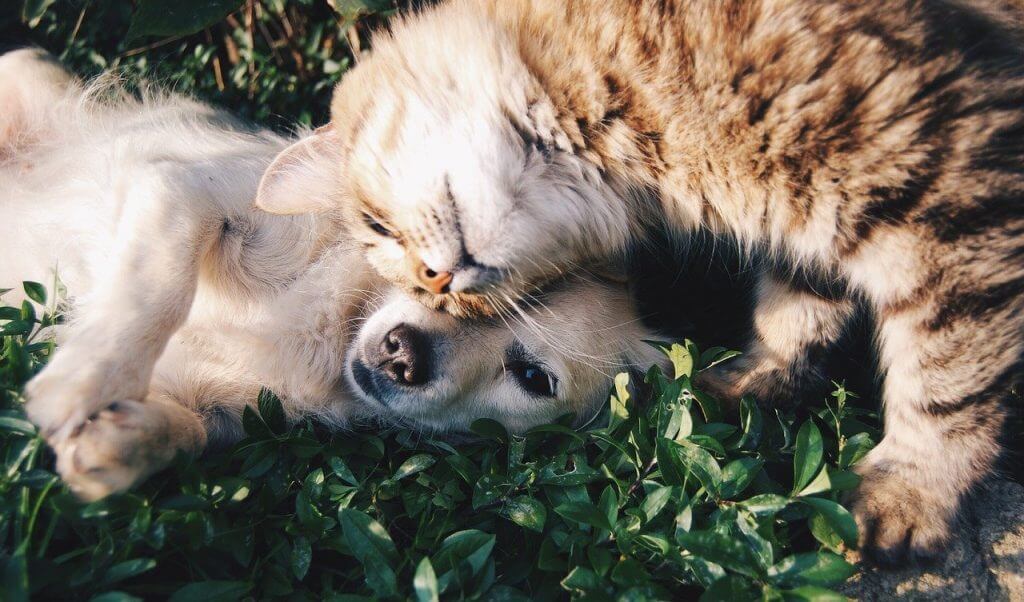 Vero o falso? -un gattino fa le fusa ad un cagnolino