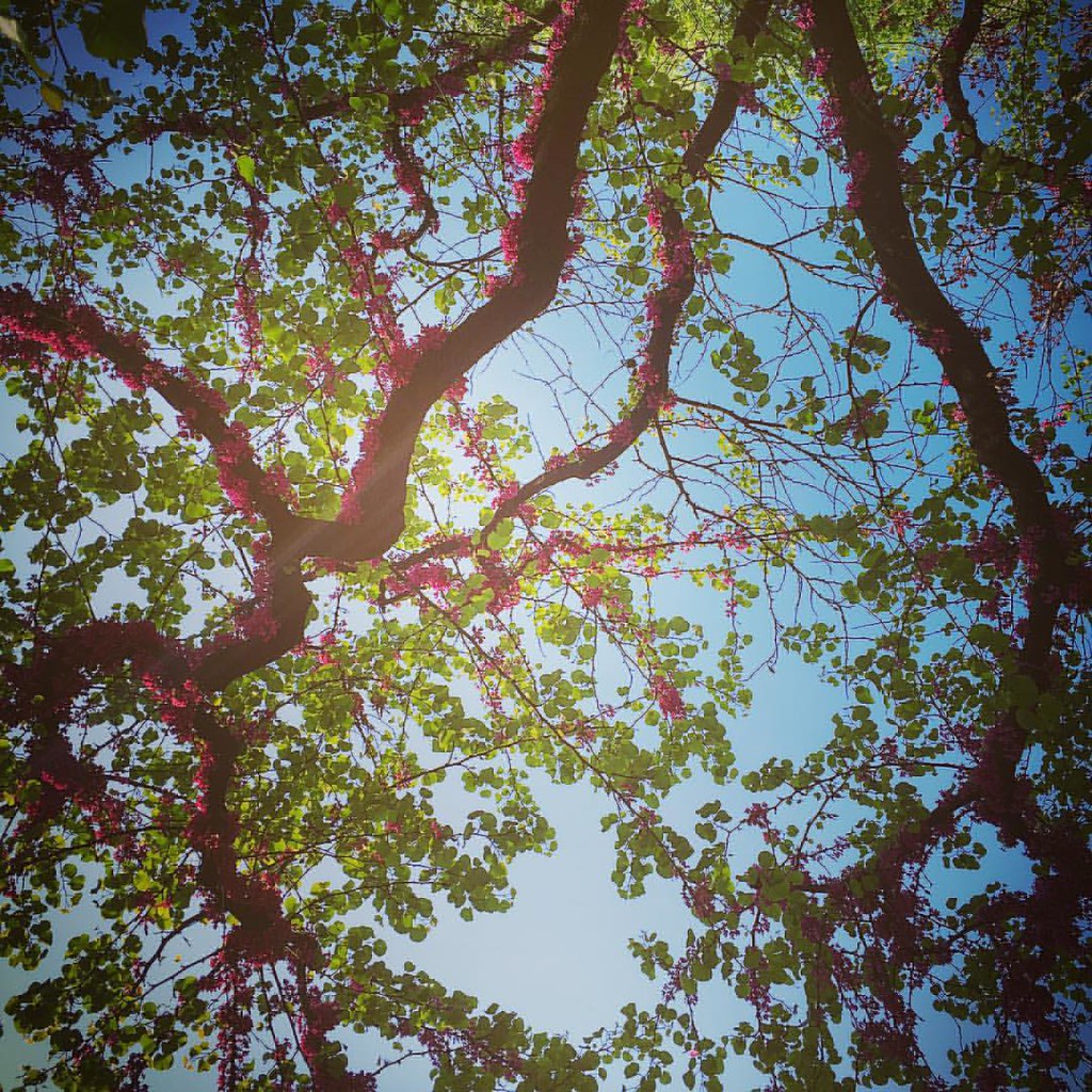 rinascita - rami di un albero con fiori rosa appena sbocciati - rebirth tree branches with newly blossomed pink flowers