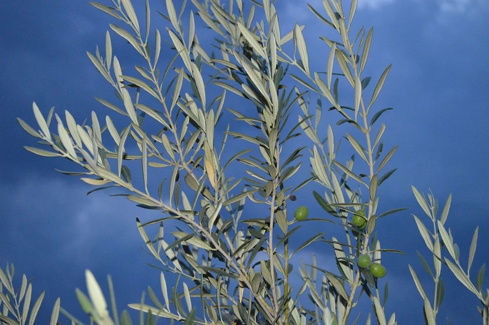 week - an olive branch - holy week