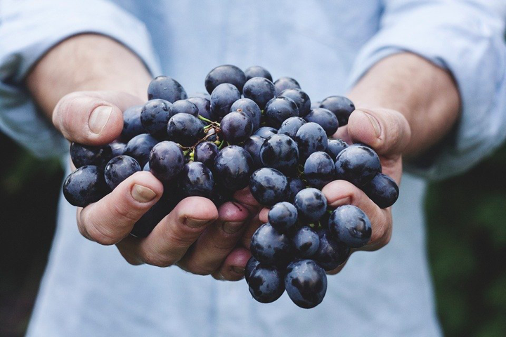 cosentina - black grapes in the hands