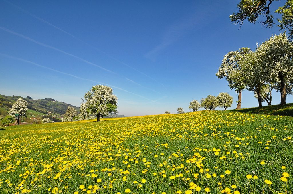 retour à la nature - pelouse avec arbre - retour à la nature, pelouse avec arbres