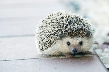 hedgehog greeting - a porcupine