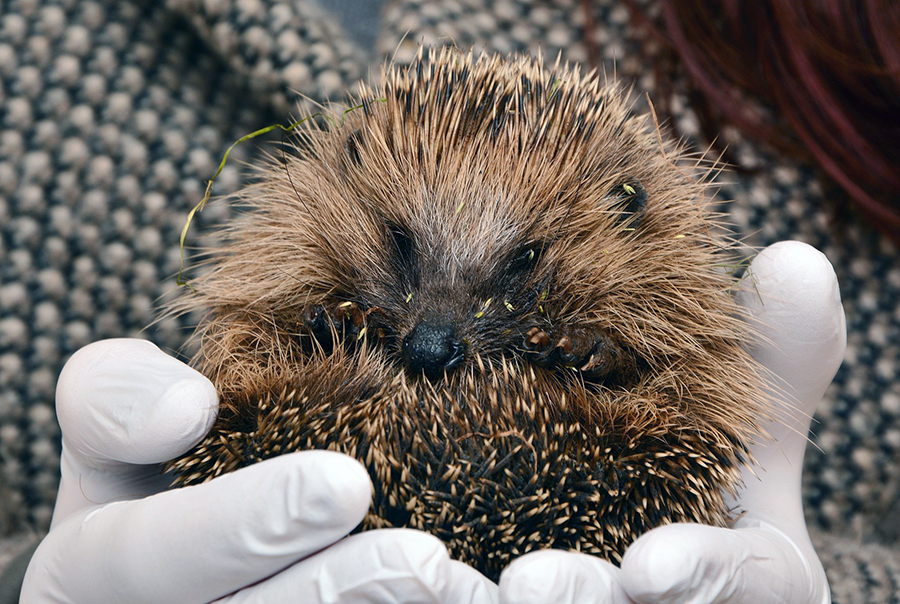 hedgehog greeting - a porcupine in the hands