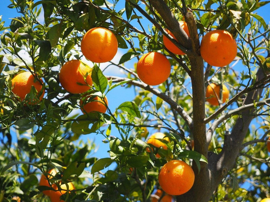 Calabria- percorso tra i filari di agrumi - path among the rows of citrus fruits