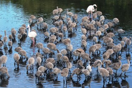 The newly born flamingos at the Saline di Priolo reserve
