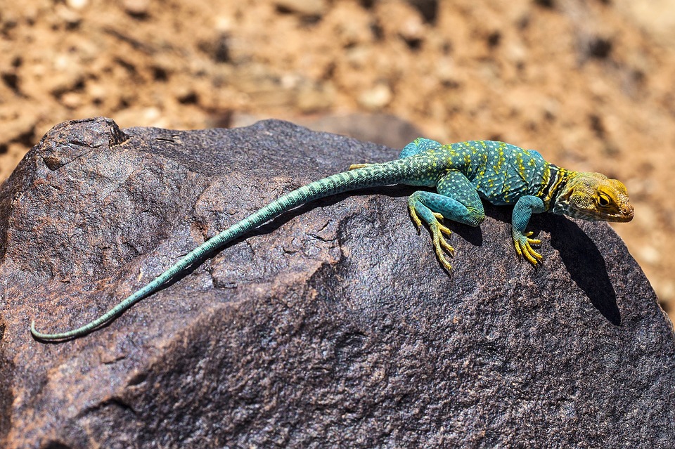 Un lézard trouvé dans un pot de sauce - Un lézard trouvé dans un pot de sauce