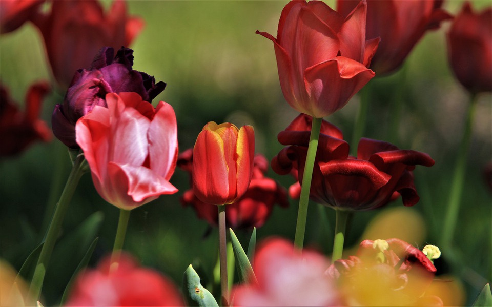 tulipes rouges