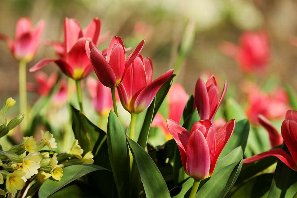 tulipanes rojos