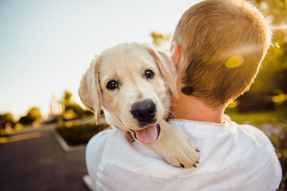 World Dog Day was born in America