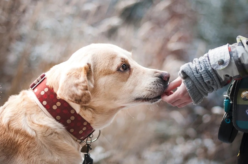 World Dog Day is celebrated on August 26th