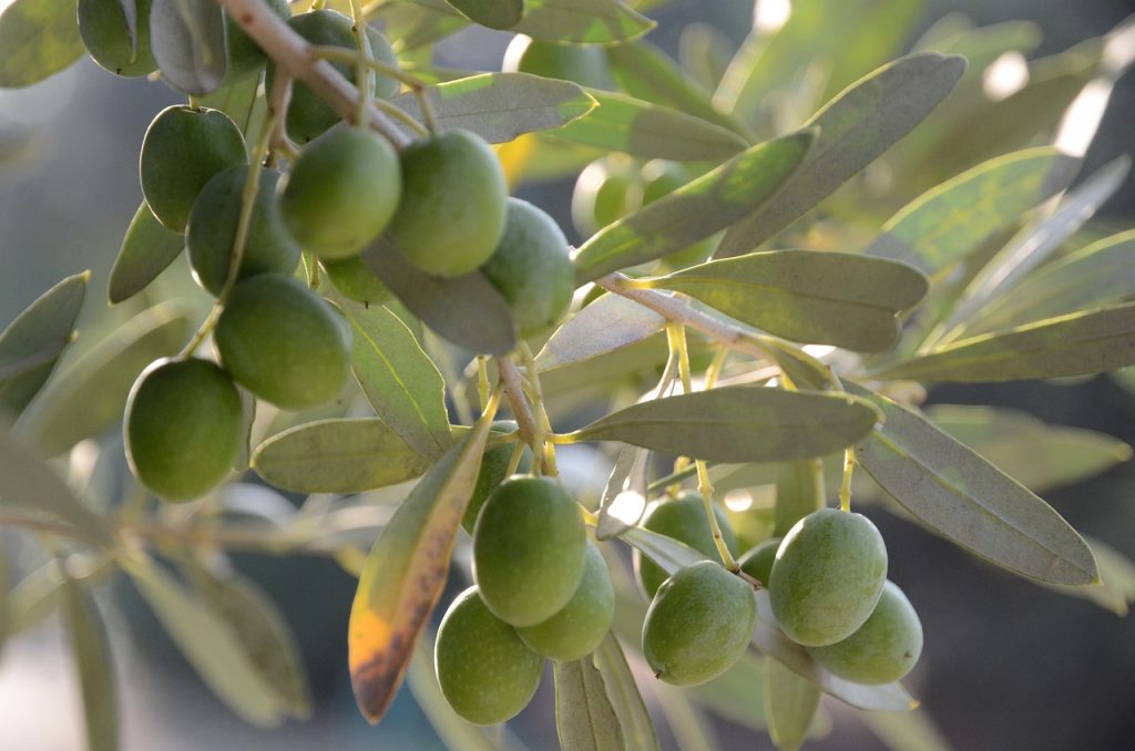 un ramoscello con olive verdi