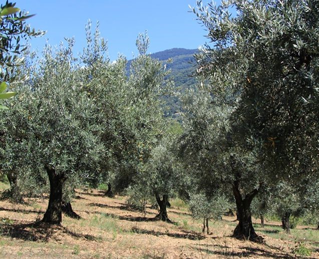 alberi di ulivi