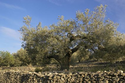 La raccolta delle olive - albero monumentale