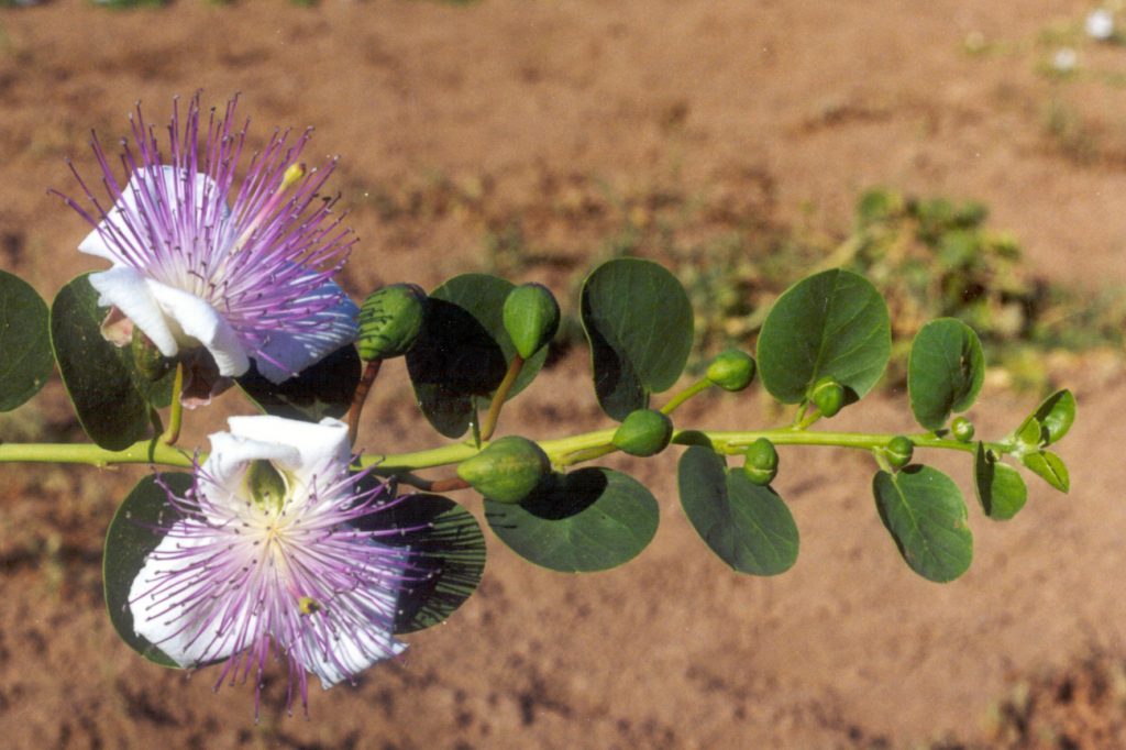 quercitina - detalle de planta con flor de alcaparras