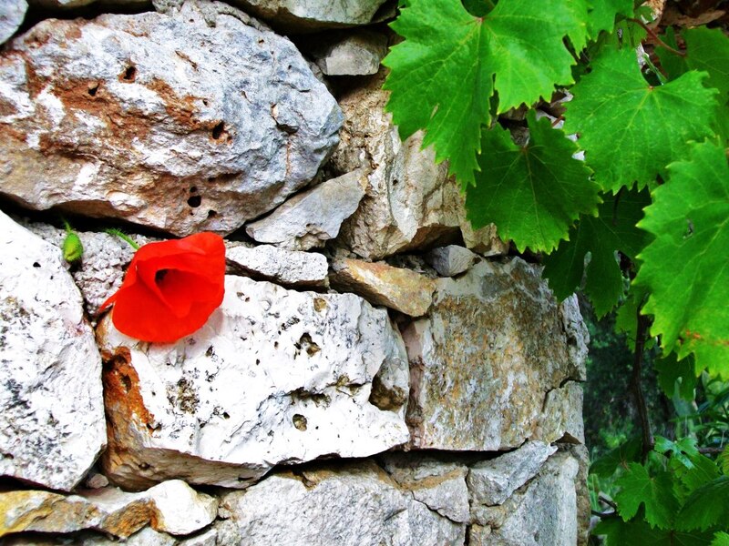 Un coquelicot parmi les murs de pierres sèches