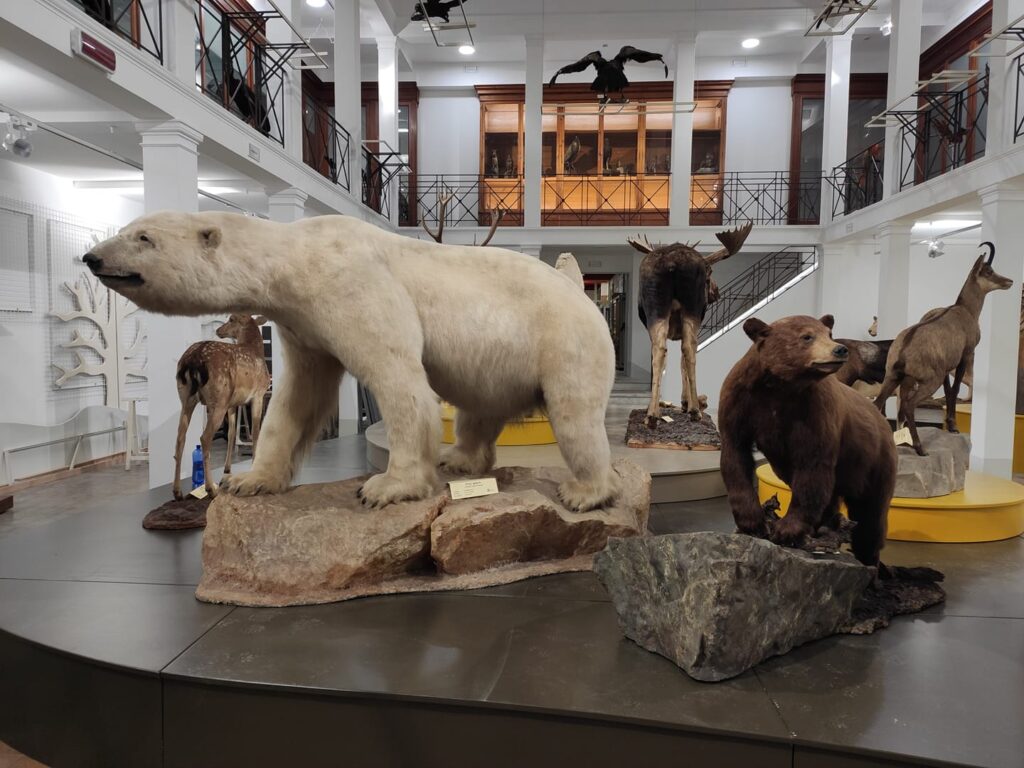 Alcune delle splendide collezioni che arricchiscono il museo di zoologia dell'Universit&agrave; di Catania.  qui esemplari di orsi  bianco e  Baribal.