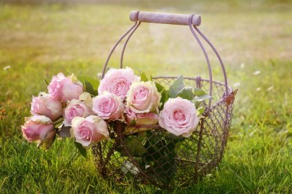 World day of kindness - roses in basket