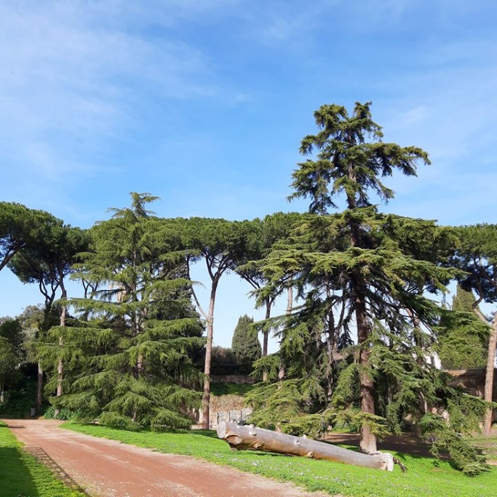 The archaeological park, trees