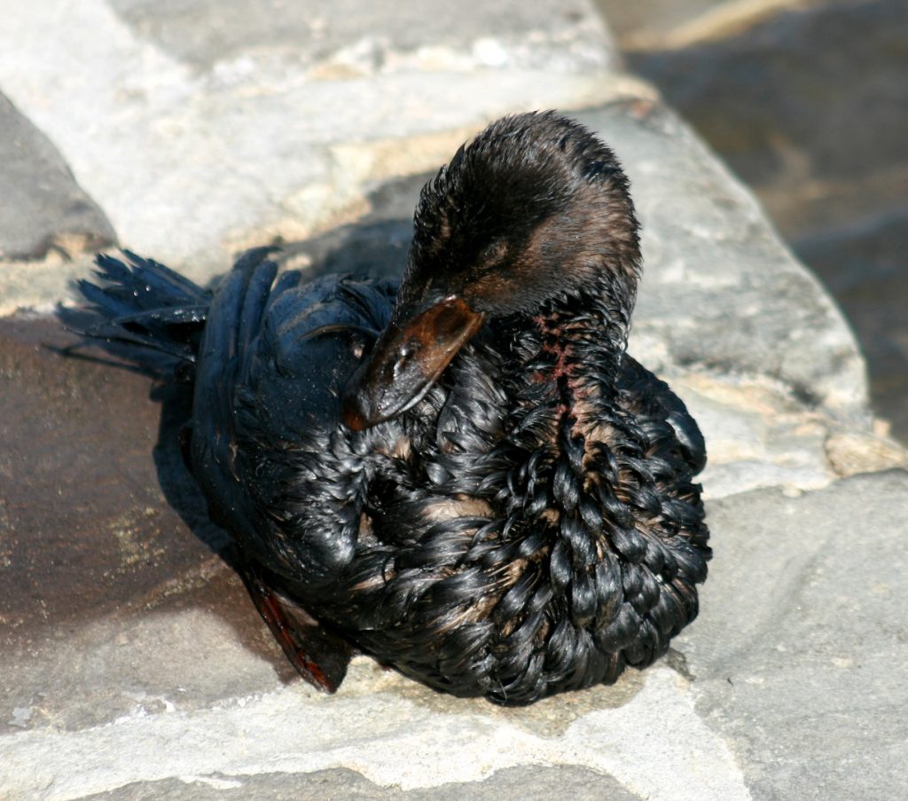 duck covered with oil