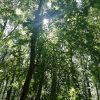 la forêt de la forêt d'Umbra
