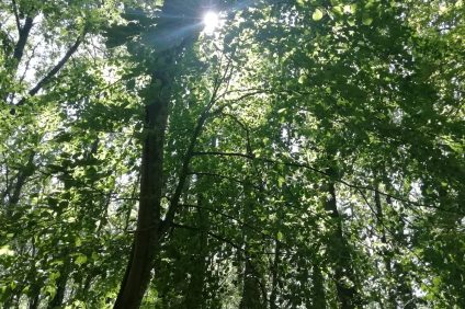 la forêt de la forêt d'Umbra