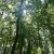 la forêt de la forêt d'Umbra