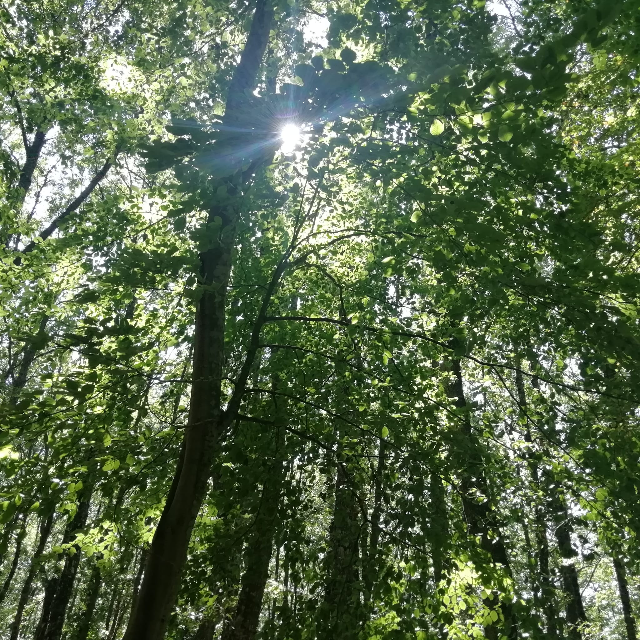 a floresta da floresta de Umbra