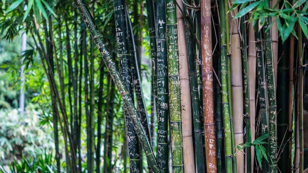 foresta italiana di bambù