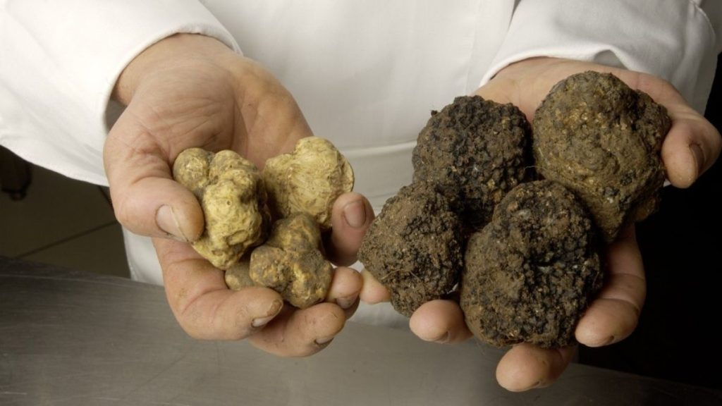 cerca e cavatura del tartufo