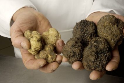 truffle hunting and quarrying