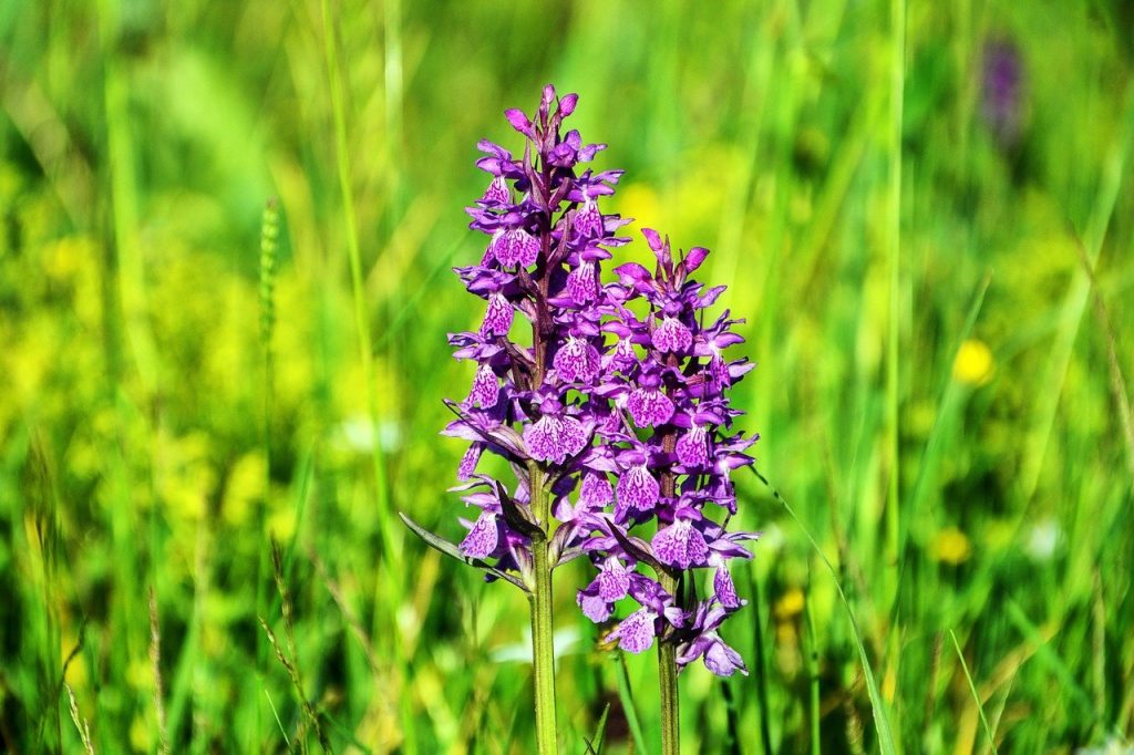 orchidee selvatiche di Lesina -  orchidea viola