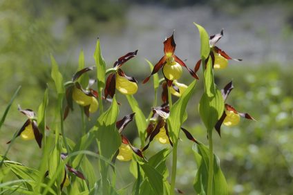 orchidde selvatiche