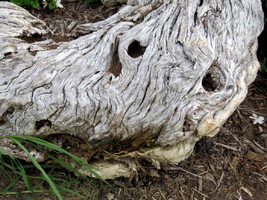 Pareidolia