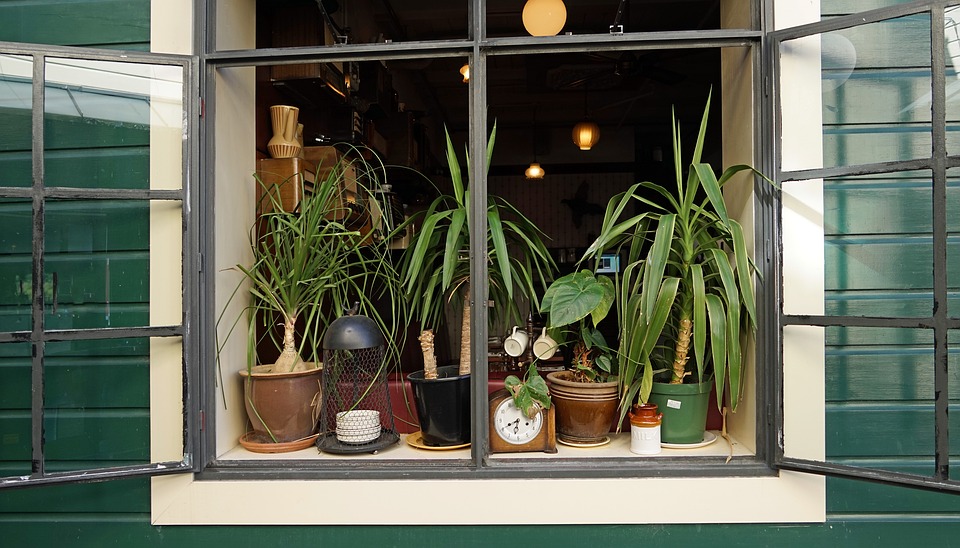窗户植物