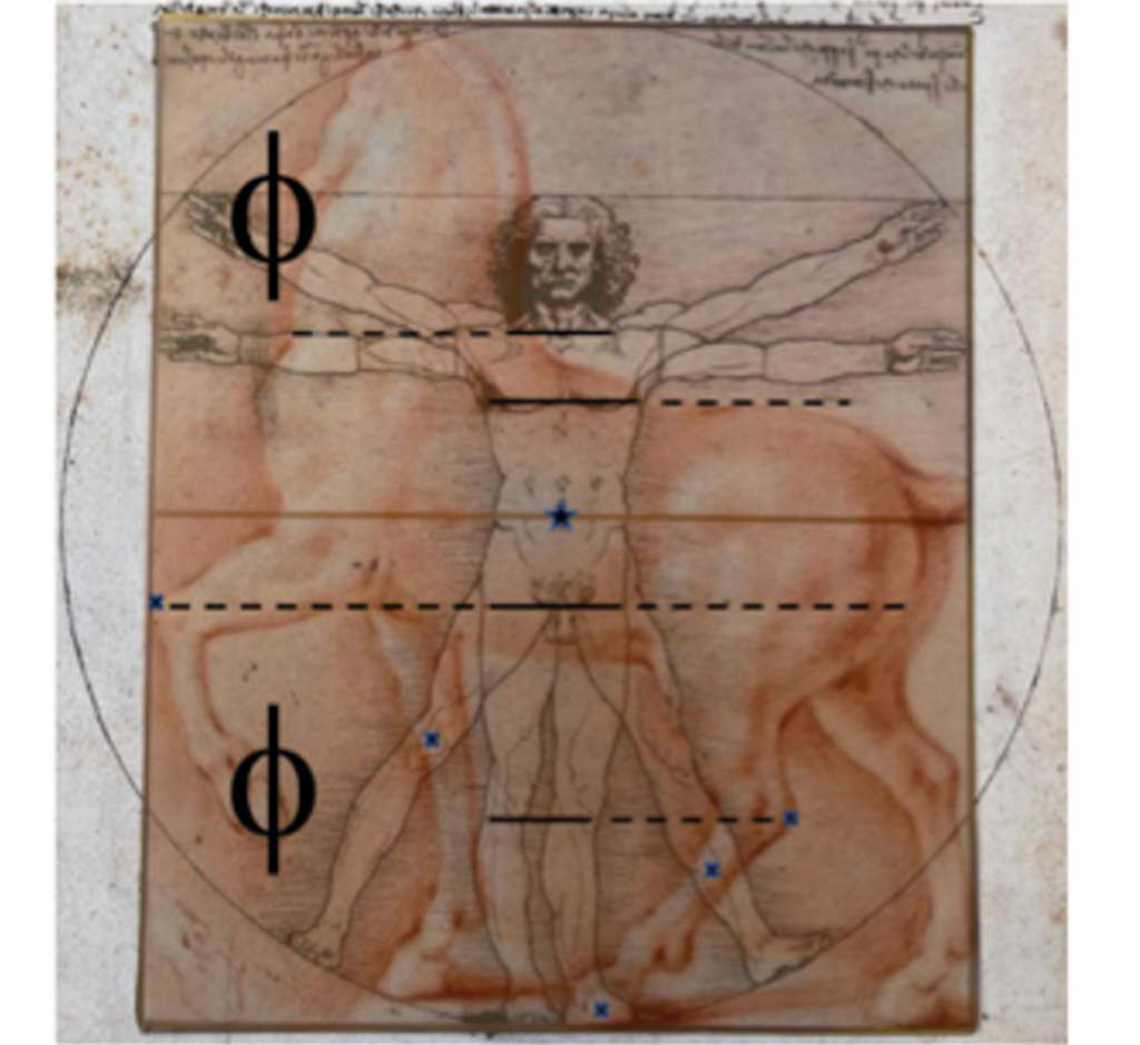 Ideales Pferd und vitruvianischer Mensch - Leonardo Da Vinci