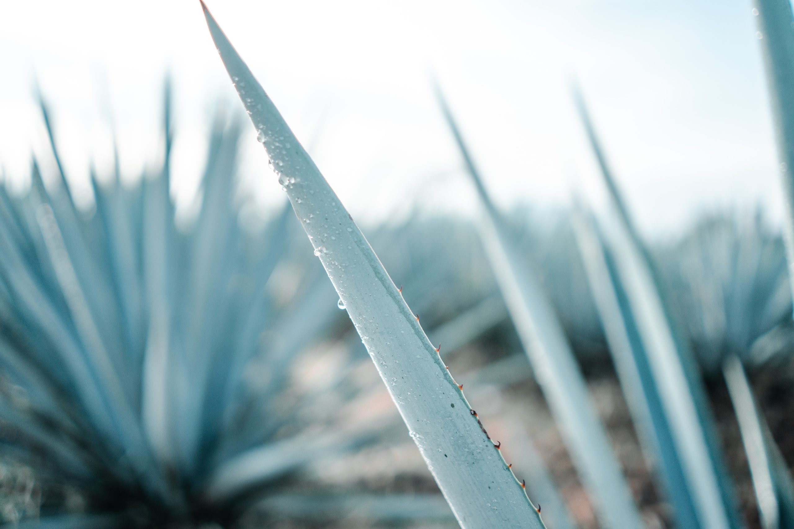 Agave, a heroic plant that wards off bad luck - italiani.it