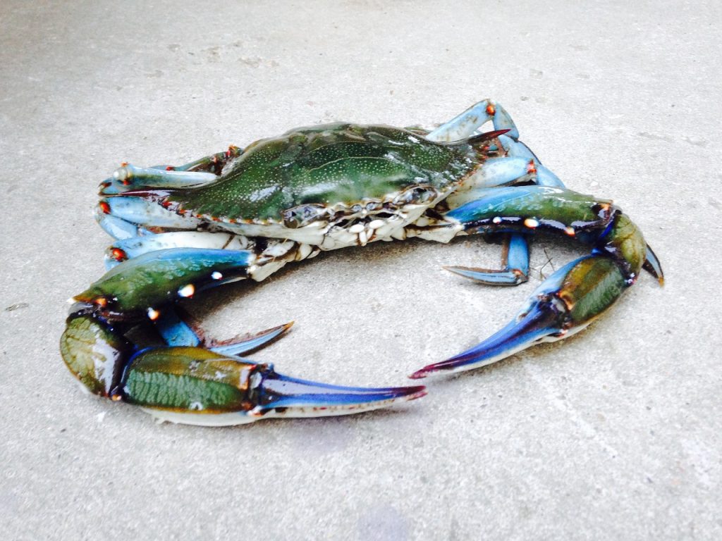 The blue crab, with its widespread diffusion, would cause damage to farmed fisheries and the ecosystem