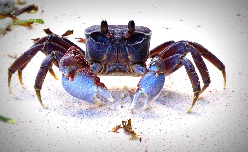 The blue crab is an "alien" species from the Atlantic