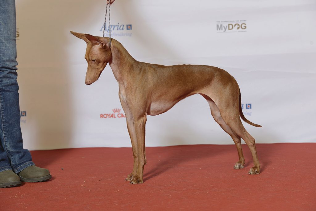 Il campione del Word Dog Show di Ginevra è Giotto dei Vignazzi