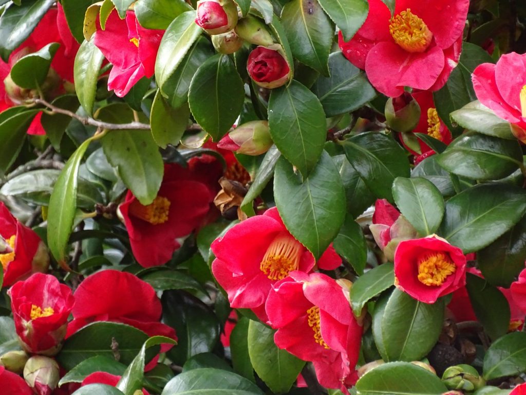 Sant'Andrea di Compito, camellias
