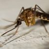 Mosquito de la malaria en Puglia