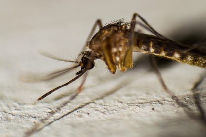 Malariamücke in Apulien