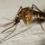 Moustique du paludisme dans les Pouilles