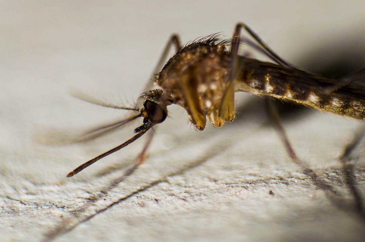 Малярийный комар в Апулии