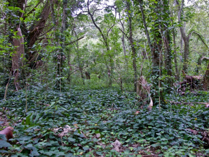 Pereyra Iraola - Reserva de Biosfera