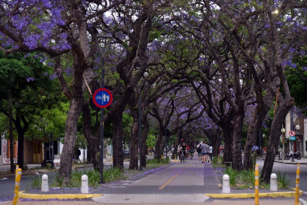 La Plata - Jacaranda