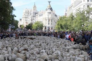 Migliaia di pecore e capre per le vie della città - La Festa della Transumanza 